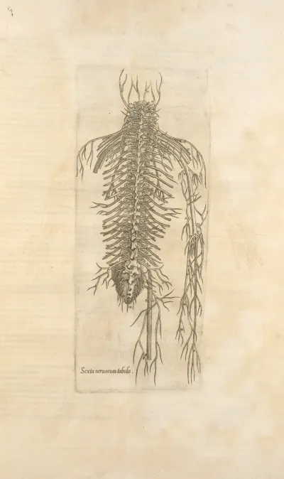 Sexta Neruorum Tabula Nerves Of The Spine