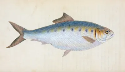 Shad Clupea Alosa