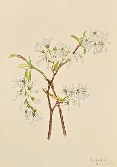Shadbush Amelianchier Oblongifolia