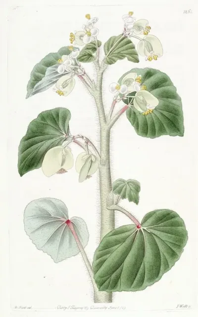 Shaggy Begonia