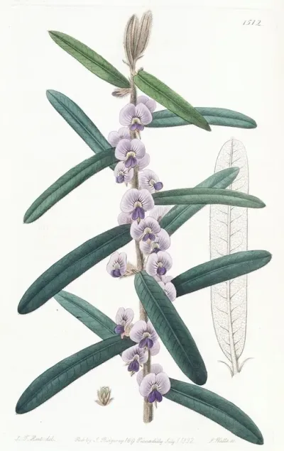 Shaggy Hovea