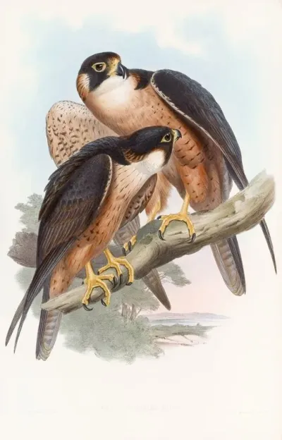 Shaheen Falcon