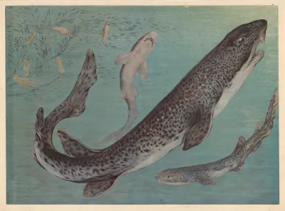 Shark 2