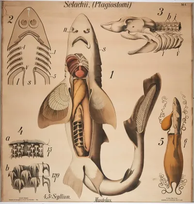 Shark 3