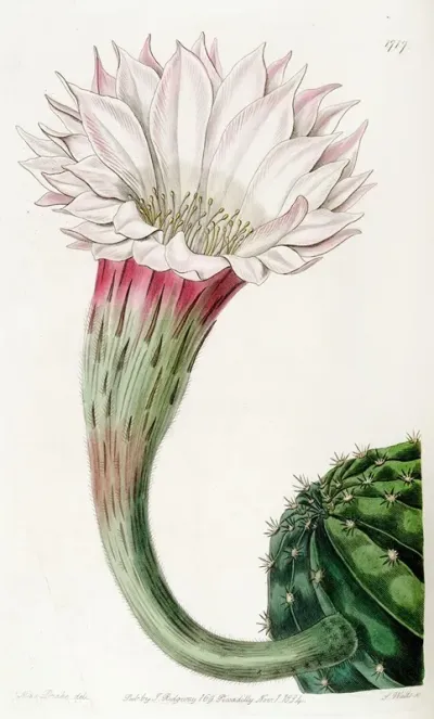 Sharp Angled Spiny Cactus
