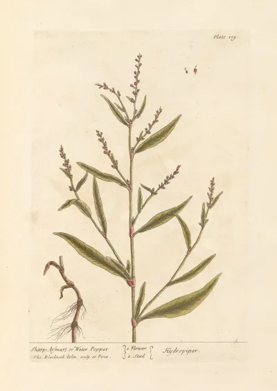 Sharp Arsmart Or Water Pepper