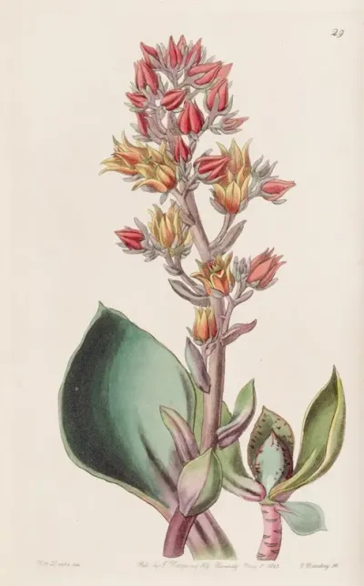 Sharp Leaved Echeveria