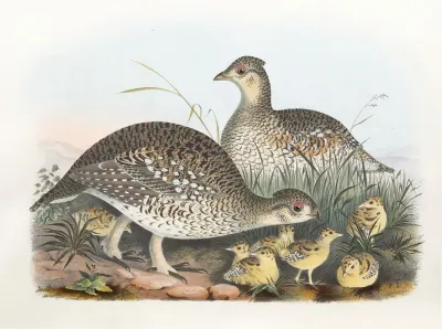 Sharp Tailed Grouse