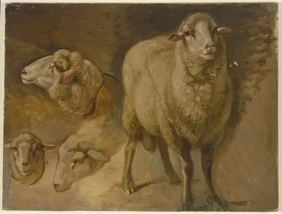 Sheep 10