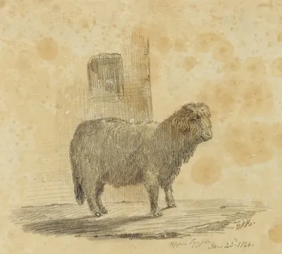 Sheep 11