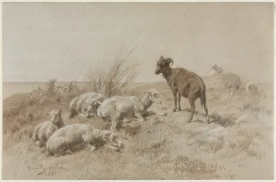 Sheep 13