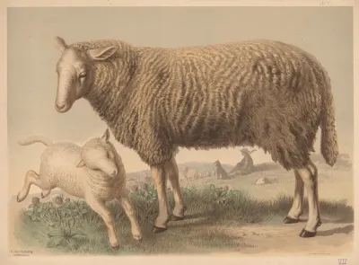 Sheep 20