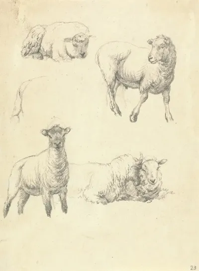 Sheep 4