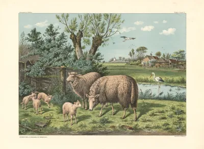 Sheep And Storks