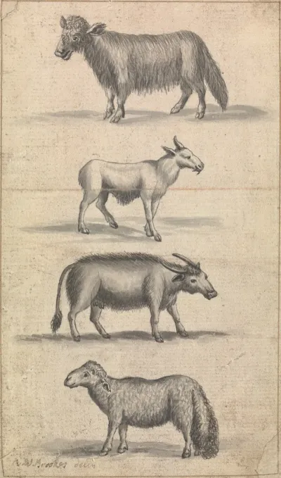 Sheep And Three Animals