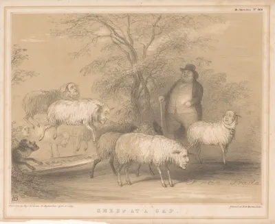 Sheep At A Gap