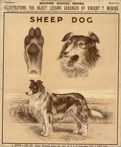 Sheep Dog