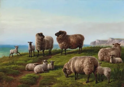 Sheep Grazing On A Headland
