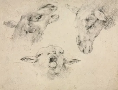 Sheep Heads