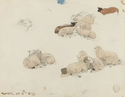 Sheep Resting 2