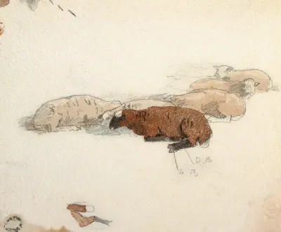Sheep Resting