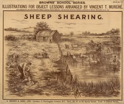 Sheep Shearing 3