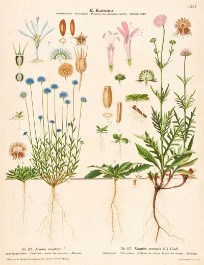 Sheeps Bit Field Scabious