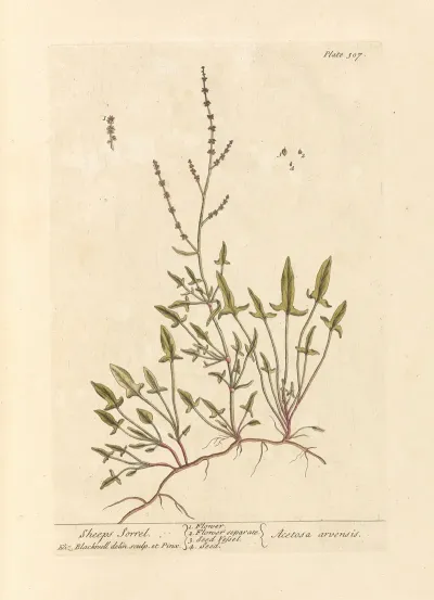 Sheeps Sorrel
