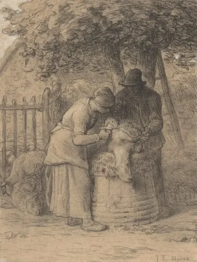 Sheepshearing Beneath A Tree