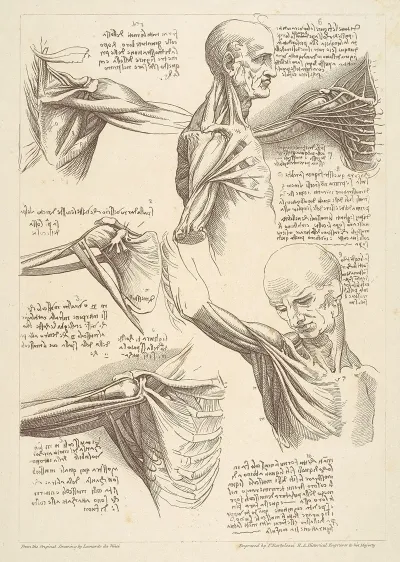 Sheet Of Anatomical Studies Of The Shoulder Muscles After Leonardo Da Vinci
