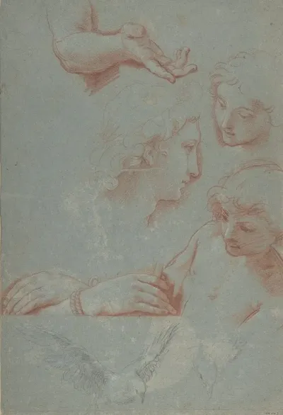 Sheet Of Studies Heads Hands And Doves