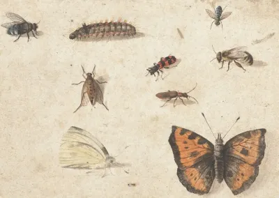 Sheet Of Studies Of Nine Insects