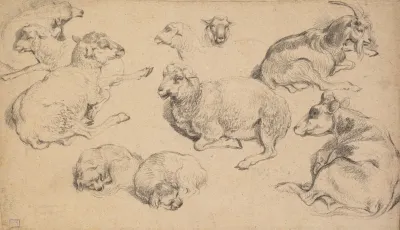 Sheet Of Studies With Sheep Goats And Dogs