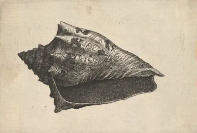 Shell Hebrew Volute Voluta Ebraea L
