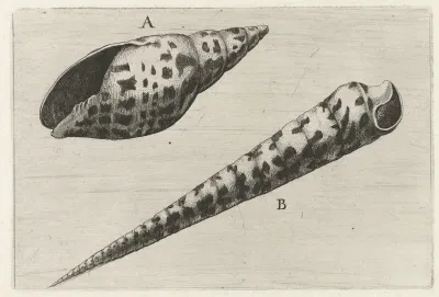 Shell Of Cardinal Mitre Mitra Cardinalis A And Subulate Auger Terebra Subulata B