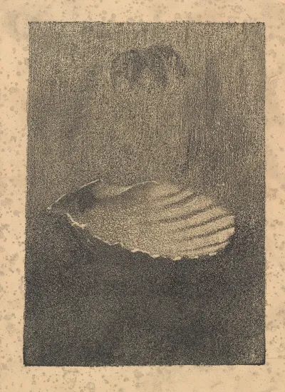 Shell On The Table