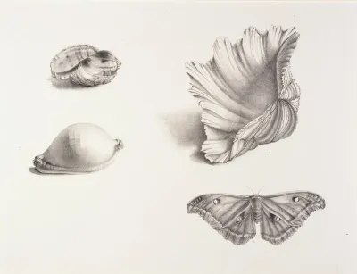 Shells And Moth