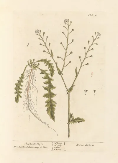 Shepherds Purse