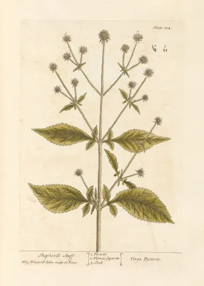Shepherds Staff