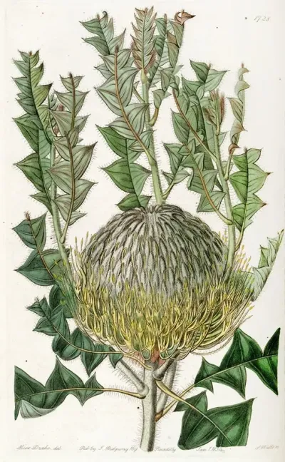Shewy Banksia