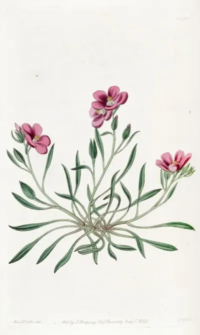 Shewy Calandrinia