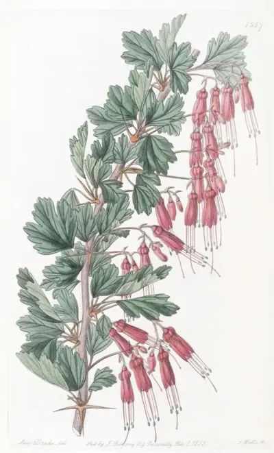 Shewy Gooseberry