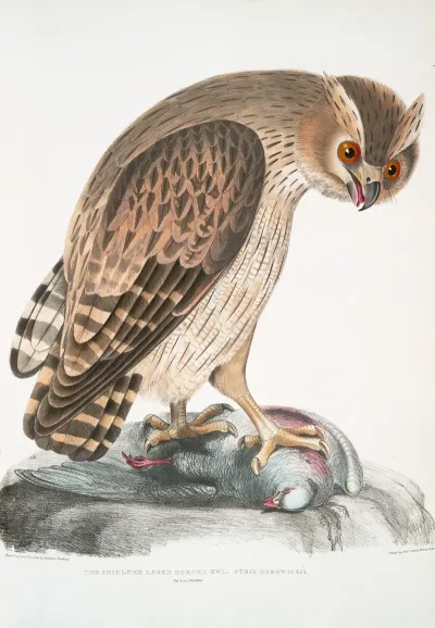 Shielded Legged Horned Owl Strix Hardwickii Natural Size
