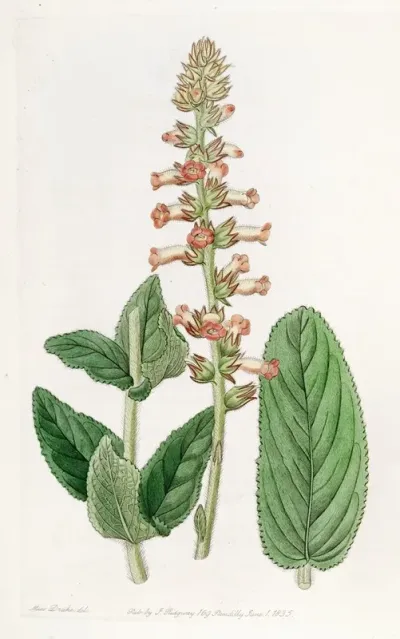 Shifting Leaved Gesnera