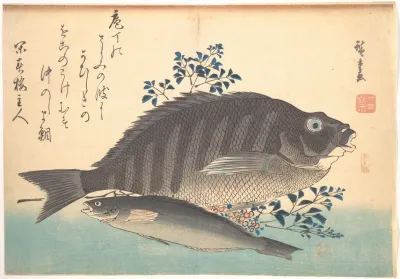 Shimadai And Ainame Fish