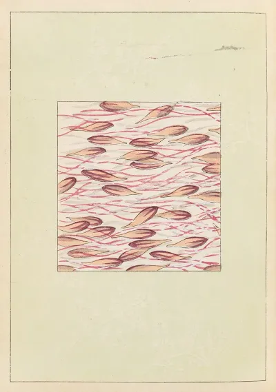 Shin Bijutsukai Pl 311