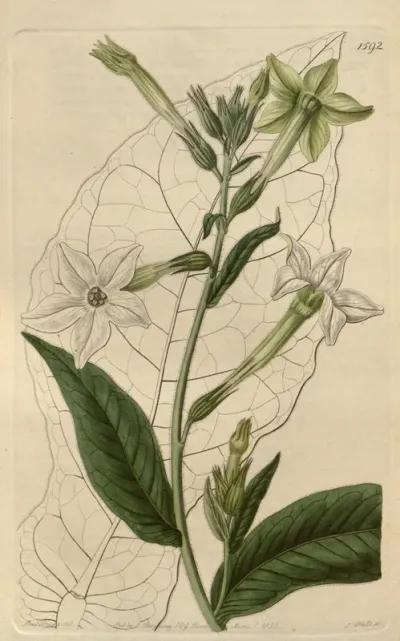 Shiraz Tobacco