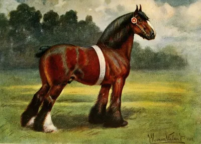 Shire Stallion Halstead Royal Duke