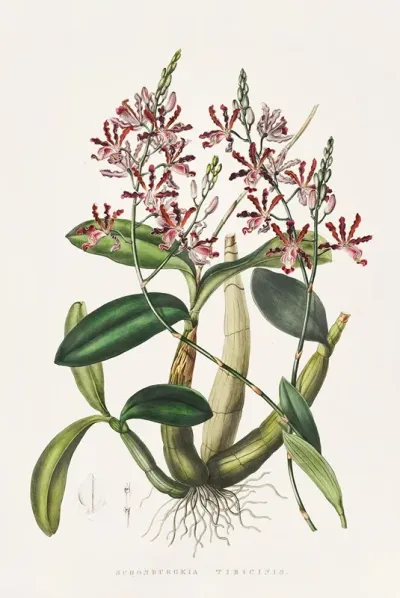 Shomburgkia Tibicinis