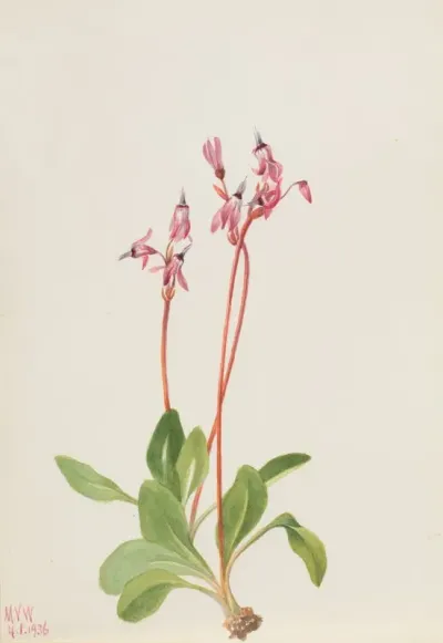 Shooting Star Dodecatheon Hendersonii